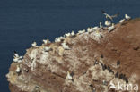 Northern Gannet (Morus bassanus)