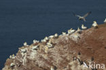 Northern Gannet (Morus bassanus)