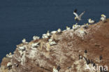 Northern Gannet (Morus bassanus)