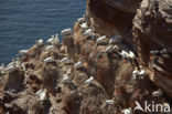 Northern Gannet (Morus bassanus)