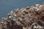 Northern Gannet (Morus bassanus)