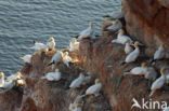 Northern Gannet (Morus bassanus)