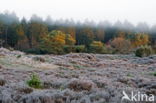 Jeneverbes (Juniperus communis)