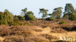 common juniper (Juniperus communis)