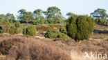 common juniper (Juniperus communis)