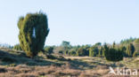 common juniper (Juniperus communis)