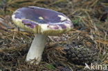 Jodoformrussula (Russula turci)