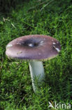 Russula turci