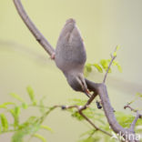 Kaapse Krombek (Sylvietta rufescens)