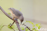 Kaapse Krombek (Sylvietta rufescens)