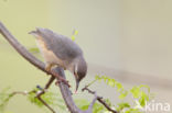 Long-billed Crombec (Sylvietta rufescens)