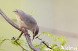 Long-billed Crombec (Sylvietta rufescens)