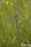 Marsh Thistle (Cirsium palustre)