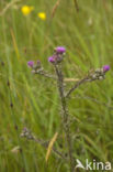 Kale jonker (Cirsium palustre)