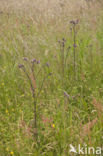 Kale jonker (Cirsium palustre)