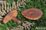 Lactarius quietus