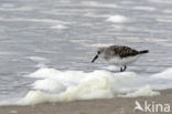 Kanoetstrandloper (Calidris canutus)