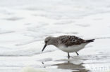 Kanoetstrandloper (Calidris canutus)