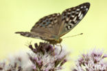 Cardinal (Argynnis pandora)