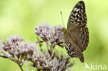 Kardinaalsmantel (Argynnis pandora)