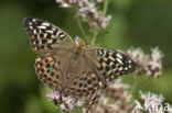 Kardinaalsmantel (Argynnis pandora)