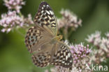 Kardinaalsmantel (Argynnis pandora)