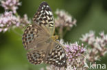 Cardinal (Argynnis pandora)