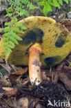 Kastanjeboleet (Boletus badius)