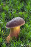 Kastanjeboleet (Boletus badius)