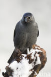 Eurasian Jackdaw (Corvus monedula)