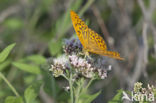 Silver-washed Fritillary (Argynnis paphia)