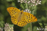 Silver-washed Fritillary (Argynnis paphia)