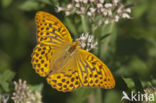 Silver-washed Fritillary (Argynnis paphia)