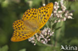 Silver-washed Fritillary (Argynnis paphia)