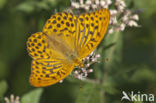 Silver-washed Fritillary (Argynnis paphia)