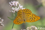 Keizersmantel (Argynnis paphia)