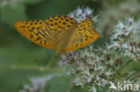 Keizersmantel (Argynnis paphia)