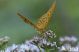 Silver-washed Fritillary (Argynnis paphia)