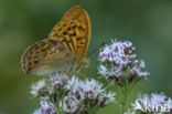 Silver-washed Fritillary (Argynnis paphia)