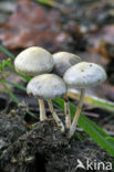 Kleefsteelstropharia (Psilocybe semiglobata)