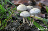 Kleefsteelstropharia (Psilocybe semiglobata)