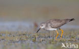 Kleine Geelpootruiter (Tringa flavipes)