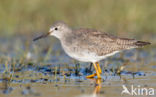 Lesser Yellowlegs (Tringa flavipes)