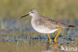 Lesser Yellowlegs (Tringa flavipes)