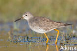 Lesser Yellowlegs (Tringa flavipes)