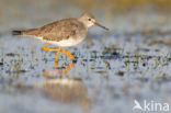 Lesser Yellowlegs (Tringa flavipes)