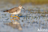 Lesser Yellowlegs (Tringa flavipes)