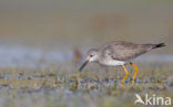 Kleine Geelpootruiter (Tringa flavipes)