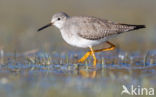 Lesser Yellowlegs (Tringa flavipes)