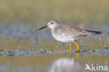 Lesser Yellowlegs (Tringa flavipes)